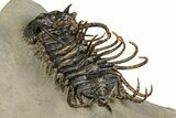 Spiny Koneprusia Trilobite - Foum Zguid, Morocco #354579-5